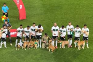 小狗球童！巴乙科里蒂巴球员牵着受救助的小狗入场，鼓励人们领养