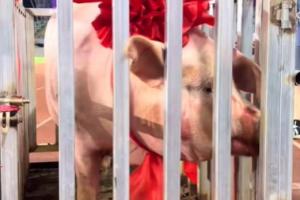 五华“县超”总决赛：横陂队4-2转水队夺冠，奖品是一头猪猪